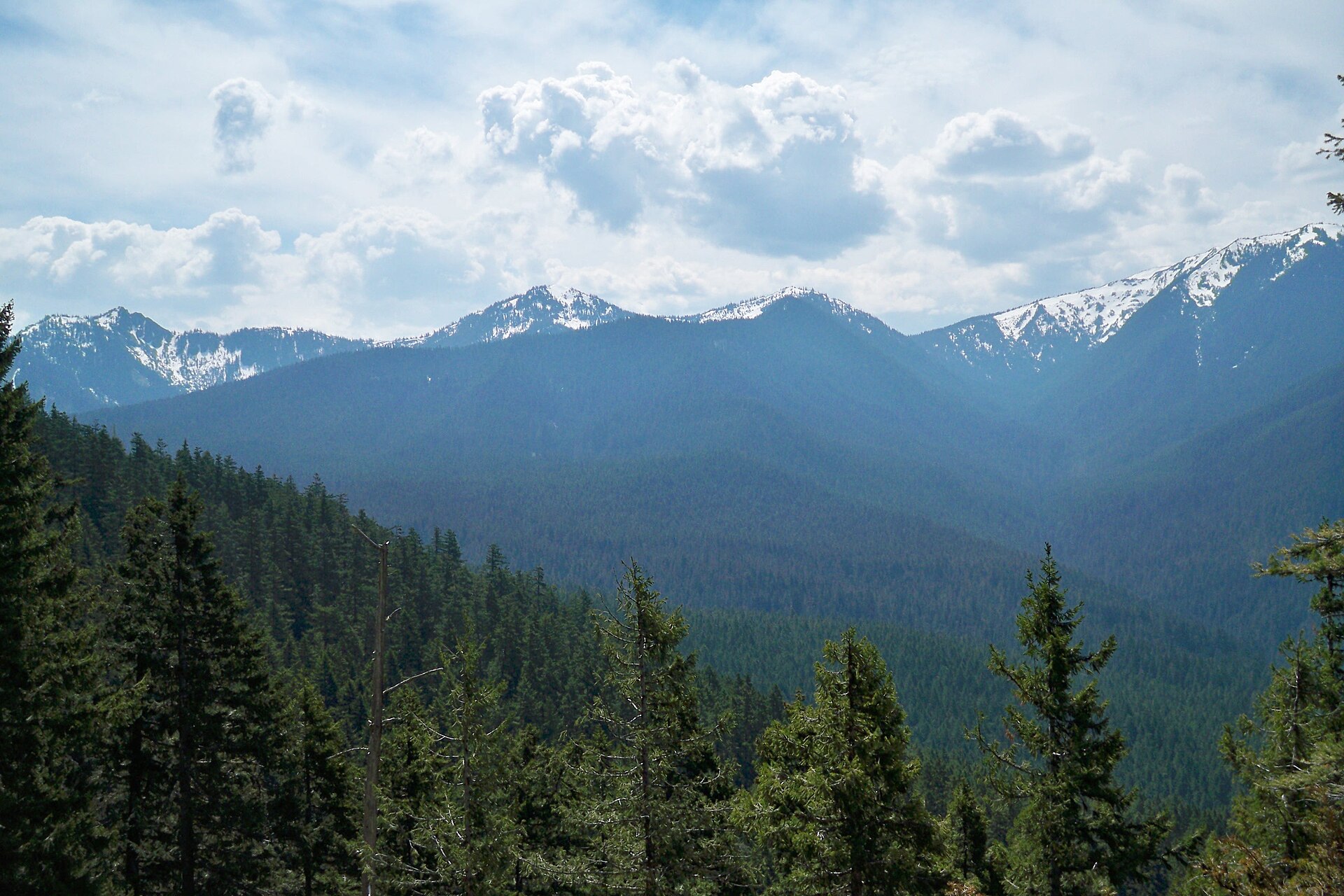 Bosque de coníferas y relieve montañoso en Cumbres del Ajusco, Ciudad de México