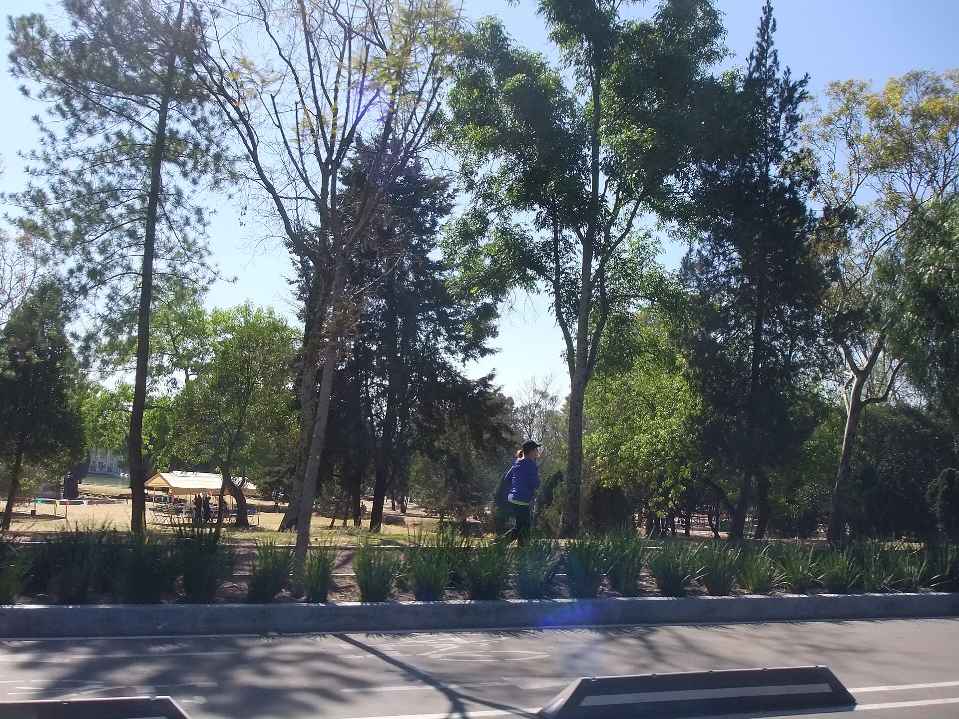 Árboles del Bosque de Chapultepec vistos desde el interior del parque