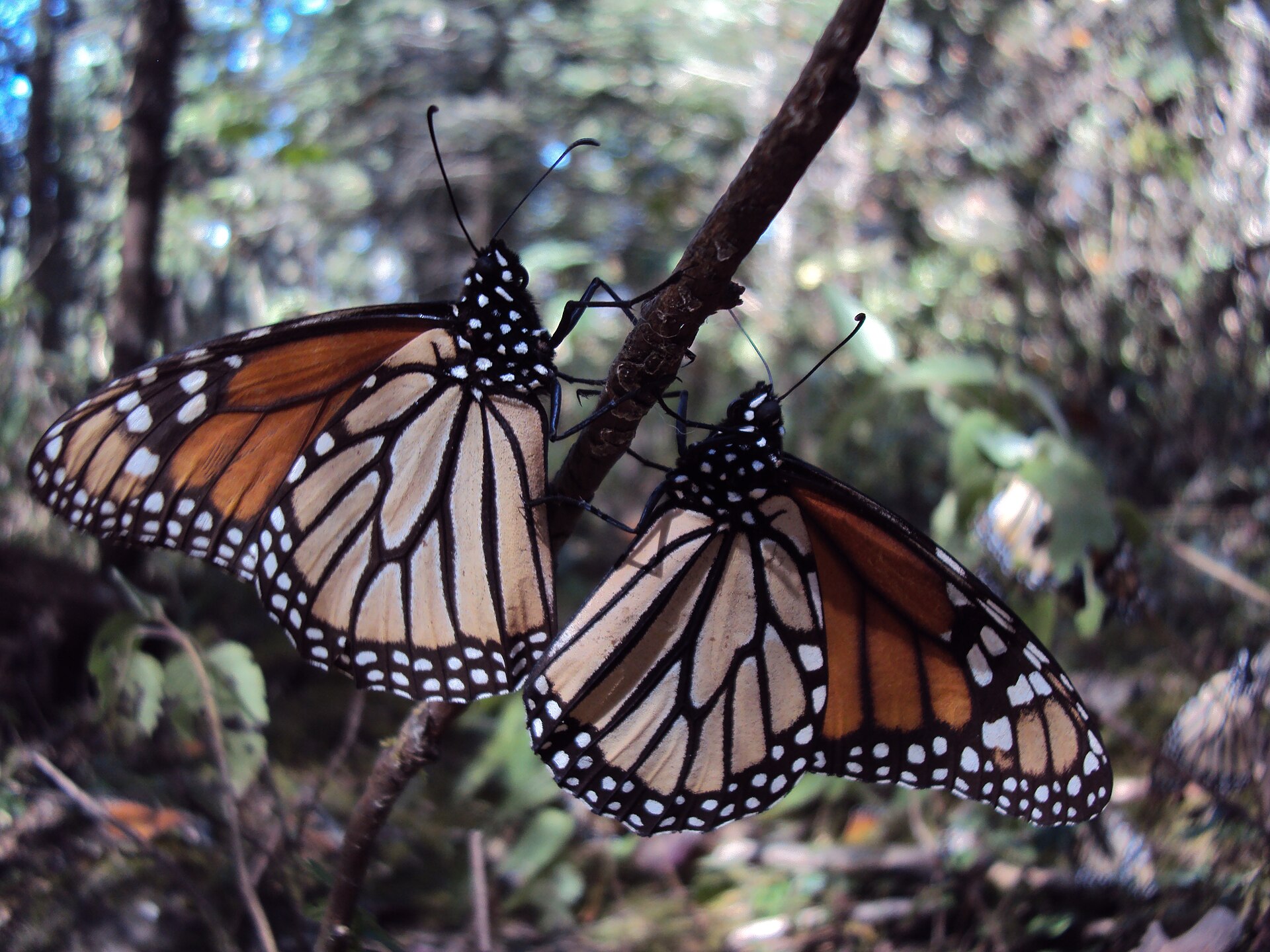 Mariposa monarca en el Santuario El Rosario, Michoacán